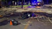 Guaymallén detalló que hay otros 800 ejemplares a retirar tras el árbol que cayó sobre una moto