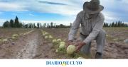Altos costos y bajo consumo impactan en la producción de melones: las estrategias de Sarmiento para remontar la temporada