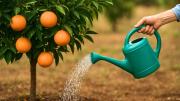 Cómo se riega un árbol de naranjo en primavera para que dé unas naranjas espectaculares