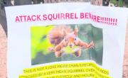 Una ciudad de California en vilo por una ardilla mala