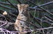 El atropellamiento de un gato huiña suma datos cruciales y evidencia su vulnerabilidad en la Patagonia