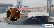 Buque con 3 mil vacas que quedó varado en alta mar espera poder tirar a los animales en el Líbano
