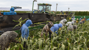 Campesinos demandan a la Administración Trump para salvar los empleos y salarios agrícolas estadounidenses