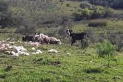 El Código Rural habilita a productores a abatir perros que ataquen ganado