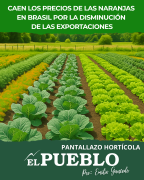 Caída del precio de la naranja en Brasil por baja demanda y aumento de oferta ‣ Emilio Gancedo