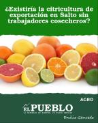 ¿Existiría la citricultura de exportación en Salto sin trabajadores cosecheros? ‣ Emilio Gancedo