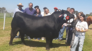 Premios /Aberdeen Angus y Hereford brillaron en la Expo Salto 2025