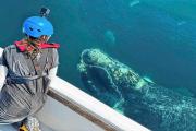Increíbles ballenas francas australes: así las siguen en tiempo real para estudiarlas en la Patagonia