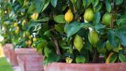 Ni limonero ni naranjo: el árbol con flores que crece en maceta y libera una fragancia placentera