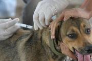Bolivia lanza campaña de vacunación contra la rabia para 2.4 millones de mascotas
