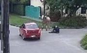 VIDEO. Así un auto atropelló a un caballo y el jinete terminó con la cadera rota: buscan al conductor