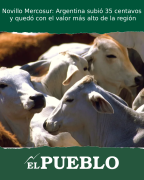 Novillo Mercosur: Argentina subió 35 centavos y quedó con el valor más alto de la región ‣ Martin Ferreira Pinto