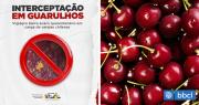 Por presencia de una plaga: Destruyen en Brasil cargamento con más de una tonelada de cerezas chilenas