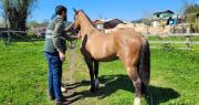 Grave enfermedad equina llega a Coquimbo: autoridades llaman a extremar cuidados y protocolos
