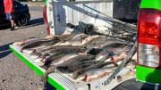 Pescadores furtivos el finde XXL: decomisaron casi 200 truchas de la pesca ilegal en ríos y lagos de Neuquén