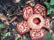 Un biólogo se puso a llorar al encontrar la flor más grande del mundo