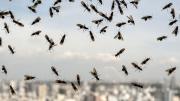 Invasión de hormigas voladoras en AMBA: cuáles son las zonas más afectadas