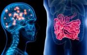 Salud y Bienestar / El intestino, el segundo cerebro