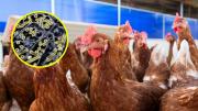 Nueva variante de gripe aviar alerta al mundo: ¿Podría H5N5 convertirse en una pandemia y llegar a Chile?