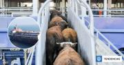 ¿Final feliz? Desembarcan a las 3 mil vacas que dieron vuelta por alta mar por 2 meses en un buque