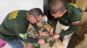 Confiscan más de tres mil kilos de musgo durante jornada nacional de fiscalización