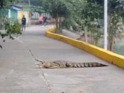 La increíble pero eficaz manera que usó un hombre para ahuyentar a un cocodrilo