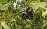 Pergamino: la producción de pecán surge como alternativa para zonas periurbanas