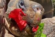 (video) EEUU: Muere Gramma a los 141 años, la tortuga de las Galápago, reina del zoológico de San Diego, California