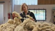 Criadores de ovejas encuentran nuevos usos para la lana desechada