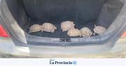 Secuestraron catas, tortugas y un arma tras un intenso operativo