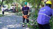 Guaymallén retiró 10 árboles tras el fuerte viento: uno cayó sobre cables de luz frente a una comisaría
