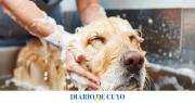 El método para bañar a los perros que se impone desde Estados Unidos y es furor