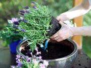 Plantas repelentes de mosquitos: cuáles son las infaltables para evitar los zancudos