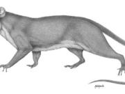 Un pequeño diente fosilizado hallado en Argentina reescribe la historia de los mamíferos australes