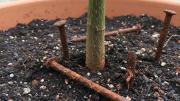 Qué significa y para qué sirve colocar clavos oxidados en el sustrato del árbol de palta