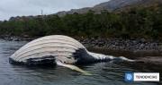 Amenazas, jaulas, embarcaciones y negligencia estatal: las ballenas están muriendo en la Patagonia