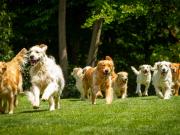 Convocan a perros Golden Retriever en Argentina: cuándo y dónde será la juntada más grande del país