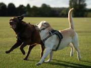 Cómo hacer que un perro viva más años, según hallazgo científico