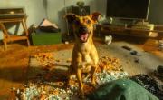 Se despiden los destrozos en la casa: los trucos para educar a un perro revoltoso