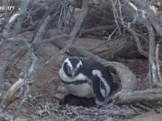 Nuevo streaming del Conicet: los investigadores monitorean un nido de pingüinos en la Patagonia