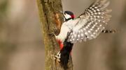 Se dio a conocer el sorprendente método con el que los pájaros carpinteros perforan la madera