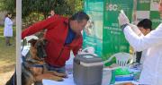 Campaña antirrábica en Santa Cruz: En qué municipios será y dónde estarán las brigadas