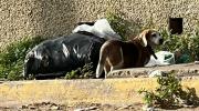 Esta perrita deambula en las inmediaciones de la avenida Guajira