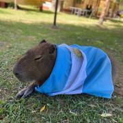 Carpinchos ganan la pulseada a la urbanización descontrolada de Nordelta: qué dice el fallo judicial que los protege