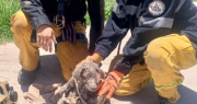 El complejo rescate de un perro que cayó a un pozo en una plaza de Chimbas