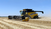 Récord total: según datos oficiales, el trigo llegaría a 24,7 millones de toneladas