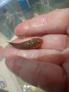 Un pescador extrajo un pez en el río Negro que no reconocía y una científica detectó que es de China