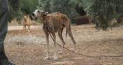 Rescataron en La Plata a ocho galgos desnutridos y golpeados y detuvieron a una pareja