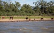 Aumenta el cuatrerismo en el Delta del Paraná y productores buscan soluciones organizados