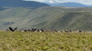 Video: una familia registró más de 90 cóndores juntos y Mendoza batió el récord nacional de avistamiento
